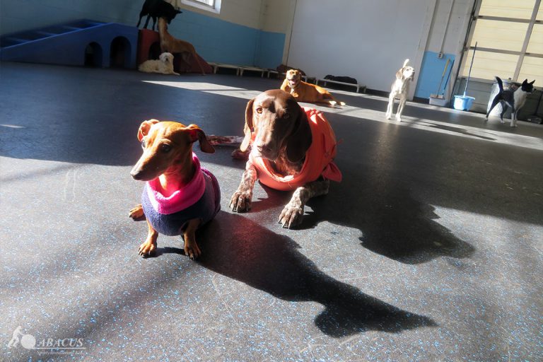 Dog Daycare Flooring Abacus Animal Flooring